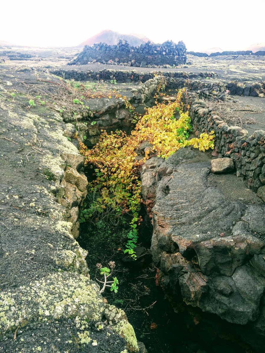 yolanda_arri's tweet photo. Viviendo en la grieta del volcán #Lanzarote #chaboco #patrimonioviticola https://t.co/Axc4PydDxp