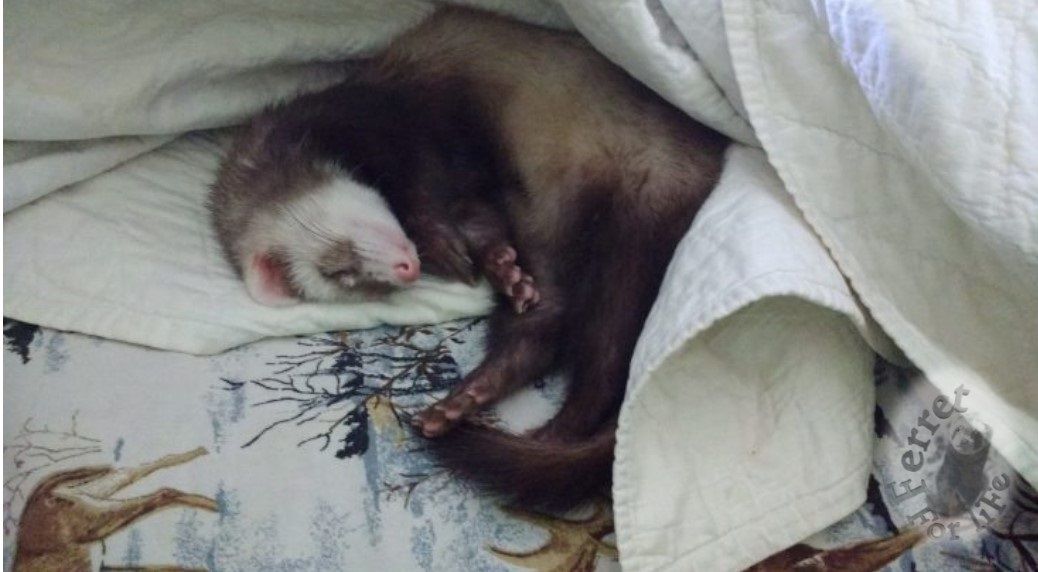 Shannahsferrets's tweet photo. #Ferret in a Blanket. #ferretsleeping #snuggles https://t.co/qRIs07skGq