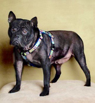 millypod1's tweet photo. 17 Nov 2018🆘HURRICANE #Lost #STOLEN ?
#REWARD #ScanMe
Chinese Chongqing Black Female
Huddersfield Road #Newhey #Rochdale #OL16
WAS WEARING RED HARNESS. PLEASE SHARE
#OL10 #OL11 #OL12 #OL15
https://t.co/p5ijTE5Bqs https://t.co/L5Vjx7uPsd