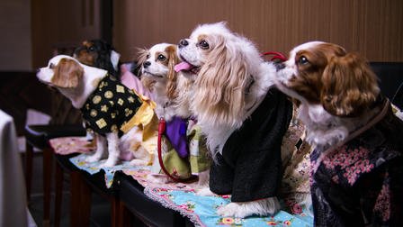 JulianaFree2BMe's tweet photo. Time to watch episode 4
Title: Scissors Down
#NetflixOriginal #Dogs #NetflixDogs #Documentariesseries #ScissorsDown https://t.co/Lz5ZAqZZSh