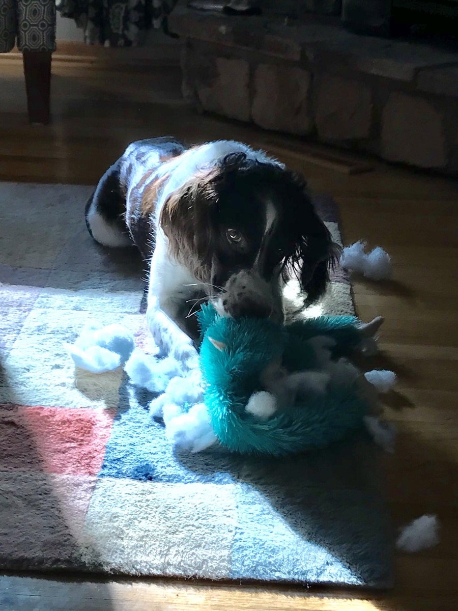 AkselRhodes's tweet photo. Thanksgiving in Iowa - lots of toys to destroy! #mama https://t.co/aXehLnoqiK