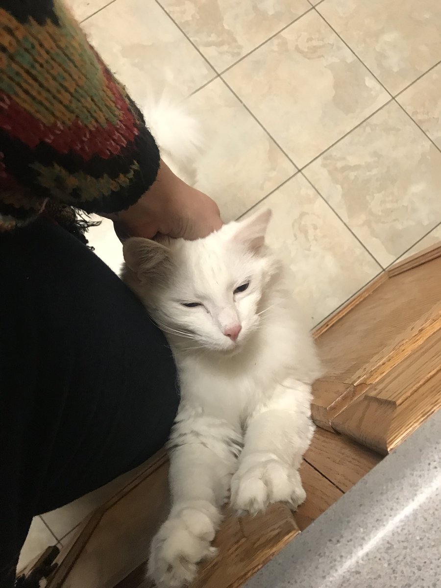 theevaeffect_'s tweet photo. it looks like he loves me, but there was tuna on the counter. https://t.co/0OfhfAHJ4L