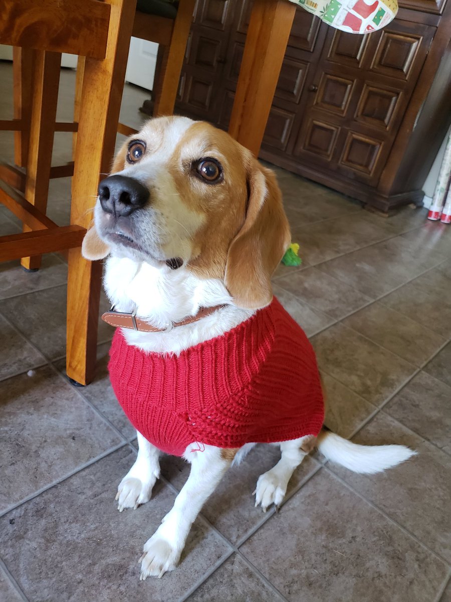 SmeagolThe's tweet photo. Why yes, I am very handsome in my new sweater. #beagle #beaglelove #doggo #dogsoftwitter #sweaterweather #handsome #xmas https://t.co/HoNTsF7D3z