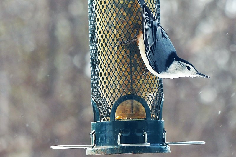 Kettle Creek Ca On Twitter Feeding Winter Birds Is A Fun And
