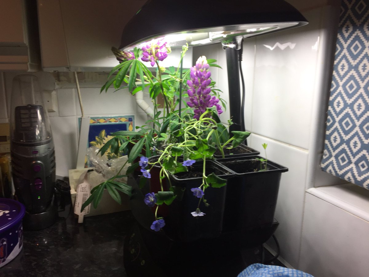 Terminalpunk's tweet image. Anyone else tried growing a Lupine in their @AeroGarden. It might be winter out there but inside it looks like spring!