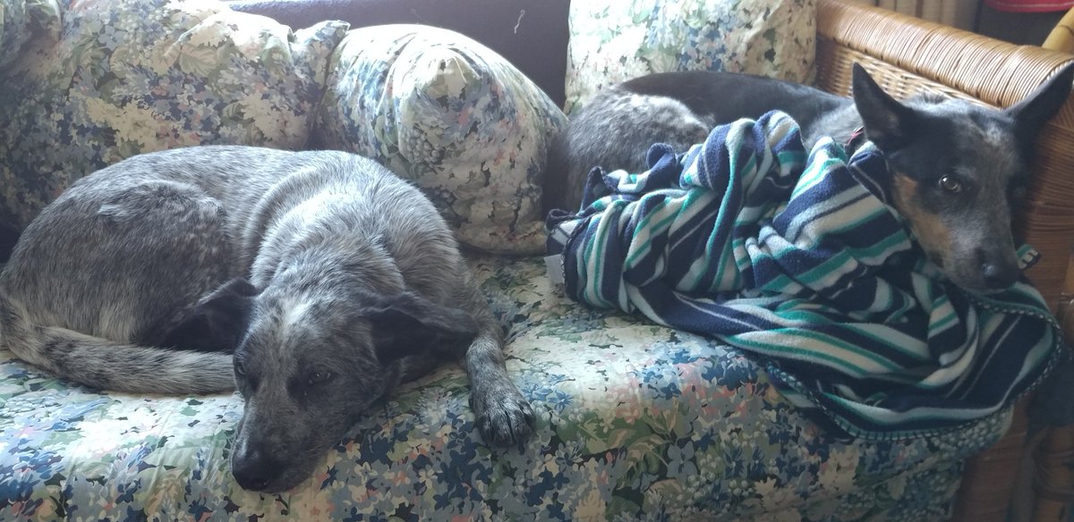 StarrthePuppy1's tweet photo. Crashing with my cousin Kitty
#Napping
#CattleDogsRule
#DogsOfTwitter 🐕 https://t.co/ckD98aeHQb