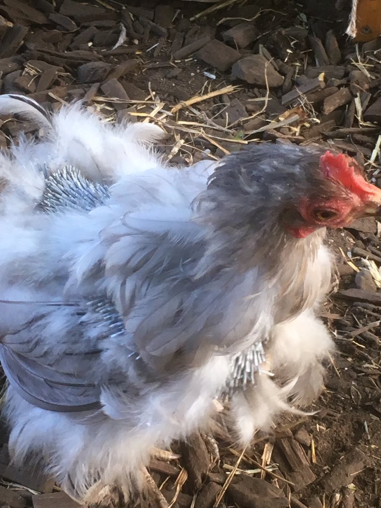 Bex_Cartwright's tweet photo. @TheFloofLady One of my bantams has decided to moult all at once. She must be chilly &amp; looks a right scruffbag. New feathers coming through nicely though 😊 #minifloofs https://t.co/YaVRAAuUjW