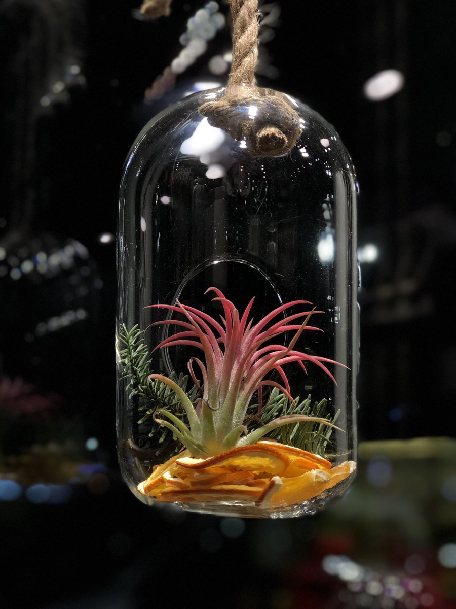 ExoticPlantStud's tweet photo. Warm 🥰❄️ #christmas #tillandsia #exotixplantstud #CozyLittleChristmas  #orange https://t.co/QSe9caN8ce
