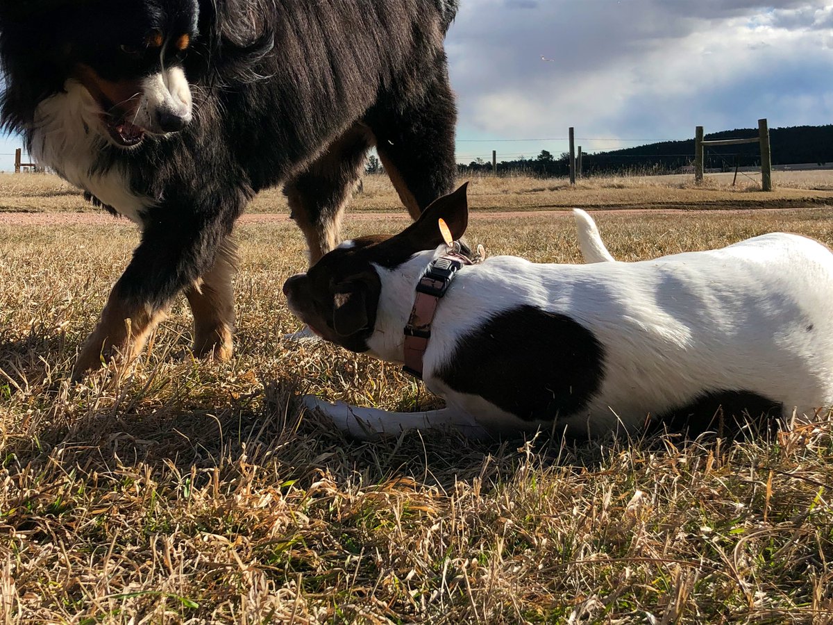 AdventureOlli's tweet photo. Olive and Moss are thankful for each other! #sistersbychancefriendsbychoice https://t.co/5oa5tdQtx0