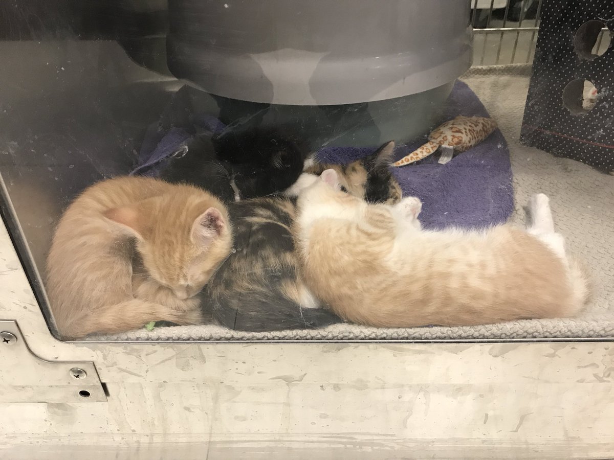 Some cute adorable kittens looking for furever homes at our Sunridge PetSmart location in Calgary. Adopt one today. #petsmartassociate