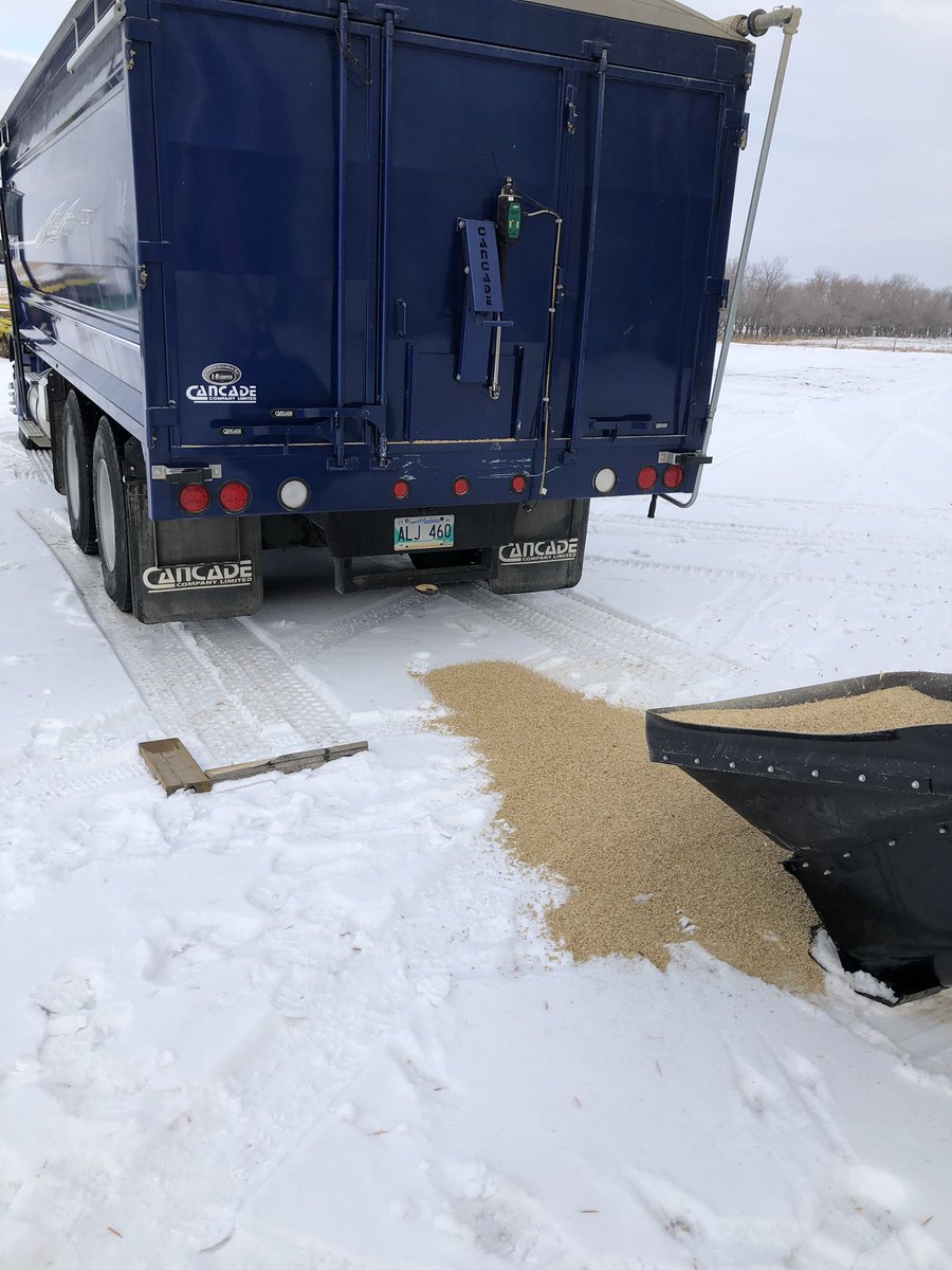 jeff_elder's tweet photo. Nice mild day makes moving grain around easier right? Nope. Truck decided to skid ahead when I started to raise the box. #grainfarmerproblems #superslippery https://t.co/5J1phftqgz