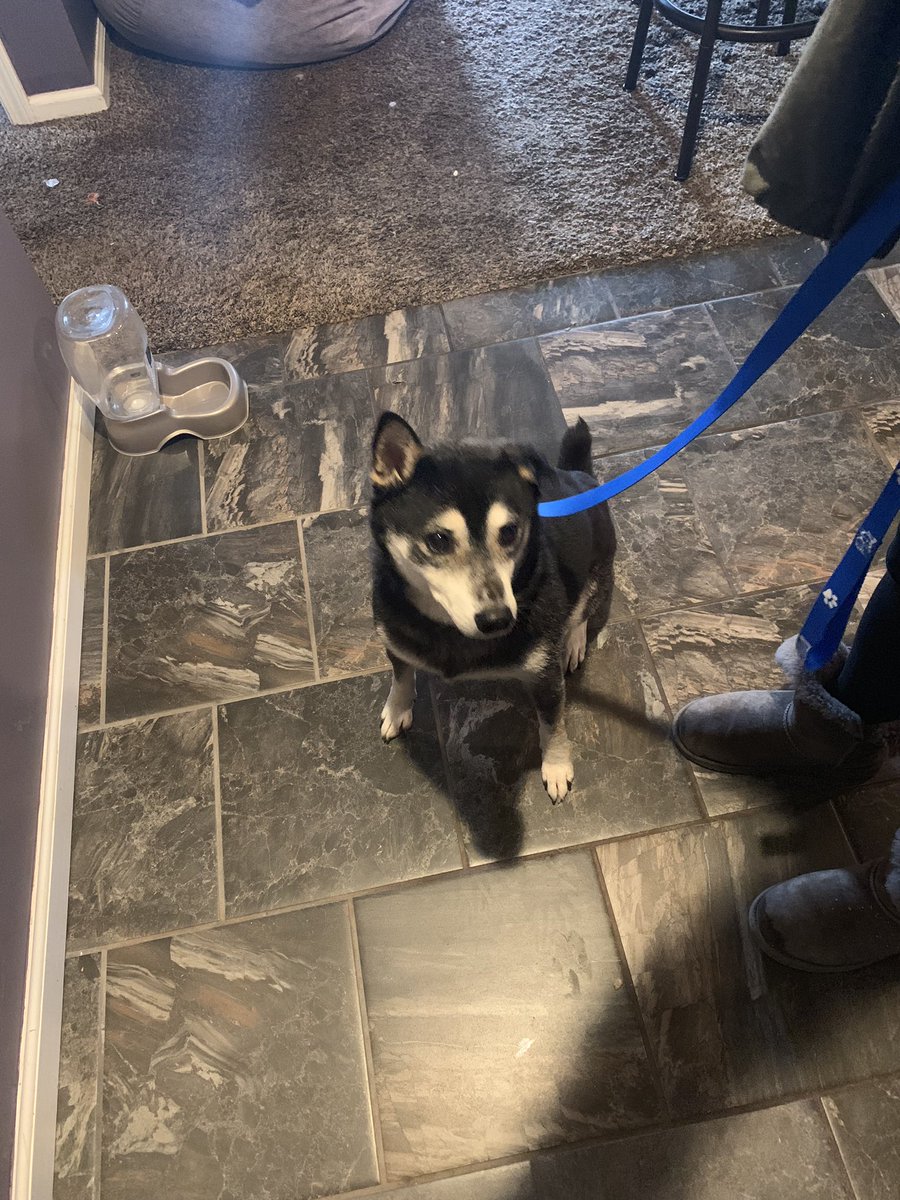 _awilliamss_'s tweet photo. dog found near mentor park blvd !!! pls rt so we can find the owner https://t.co/Ge1TTYweXR