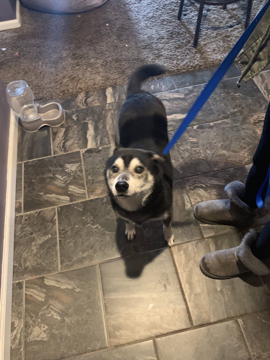 _awilliamss_'s tweet photo. dog found near mentor park blvd !!! pls rt so we can find the owner https://t.co/Ge1TTYweXR