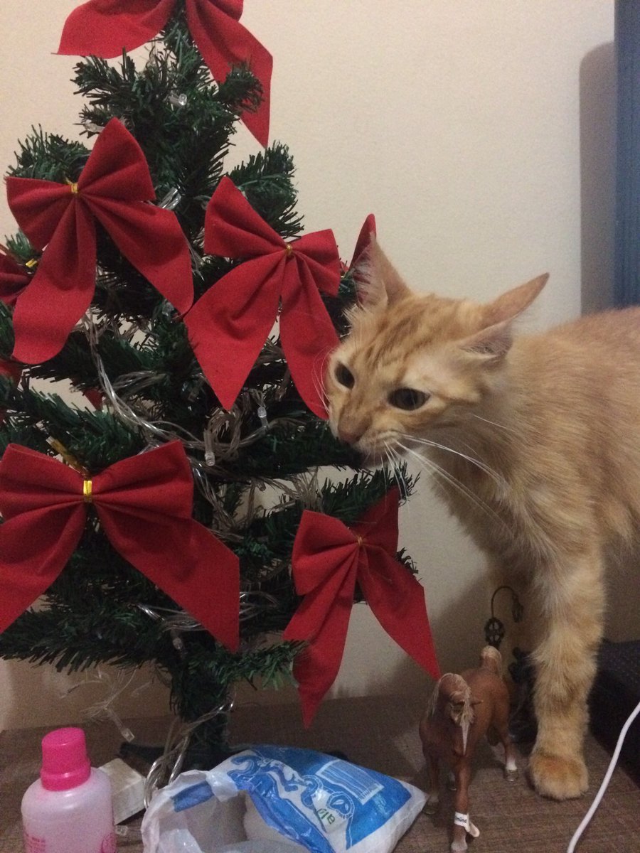 lourocat's tweet photo. eu vo destruir essa árvore de natal https://t.co/yVP7y2hYOi
