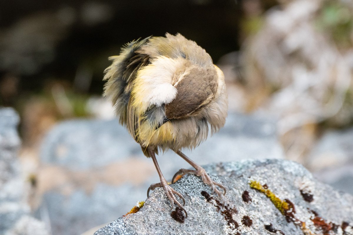 edinatw's tweet photo. The hunt is over everyone, I have found the roundest possible birb #roundbirb #birdventurenz @PetrelsInPeril I think you'll like this one! https://t.co/GmEpumGN7a