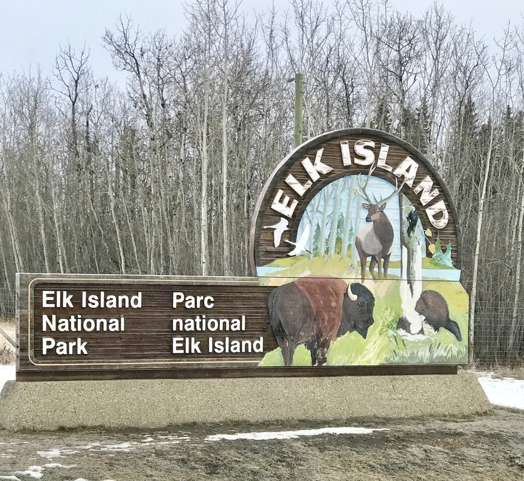 Pointsandtravel's tweet image. #Travel: Certainly enjoyed Elk Island National Park today!! Unfortunately no milk or bison were seen! #ExploreEdmonton #FlySwoop #gnomads #gnomad