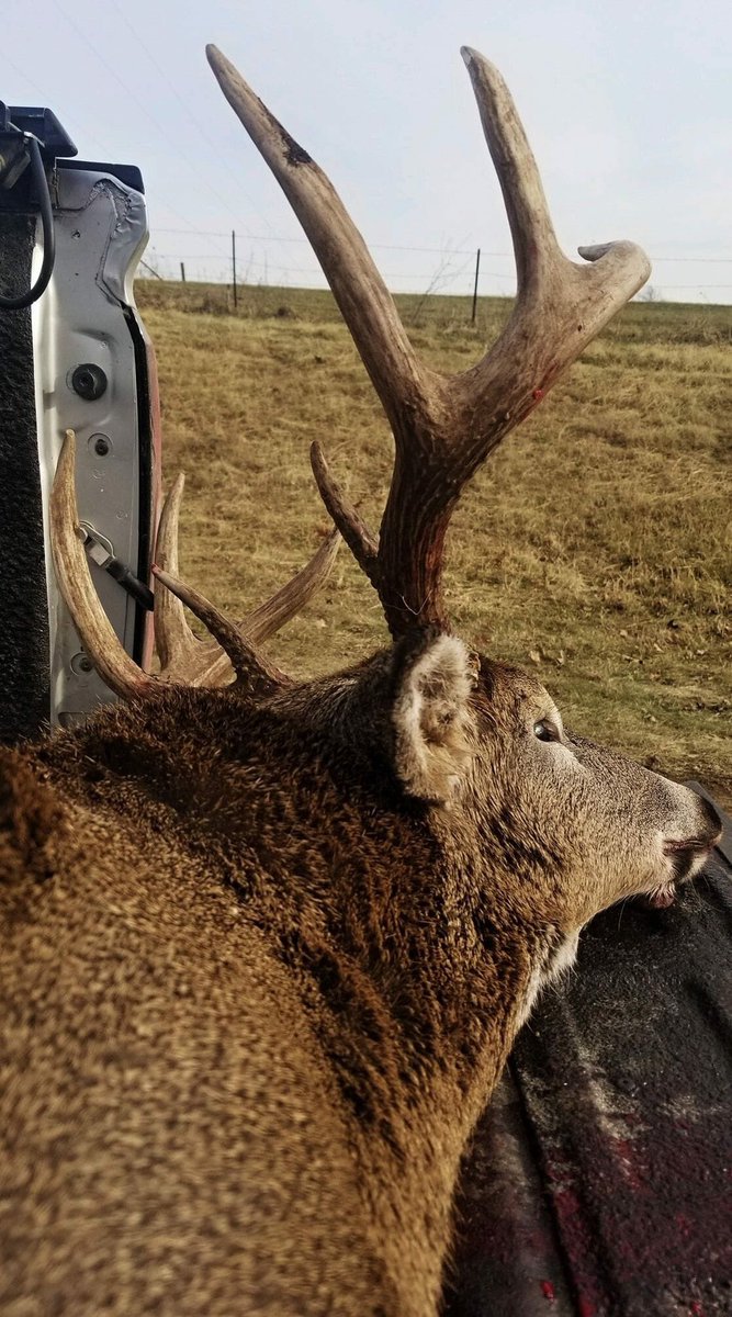tagteamoutdoors's tweet image. Gotta love gun fire when you're pounding the brush!! A stud 8 hits the ground for us in southwest Wisconsin. #9day #wisconsin #TTO #tagteamoutdoors
