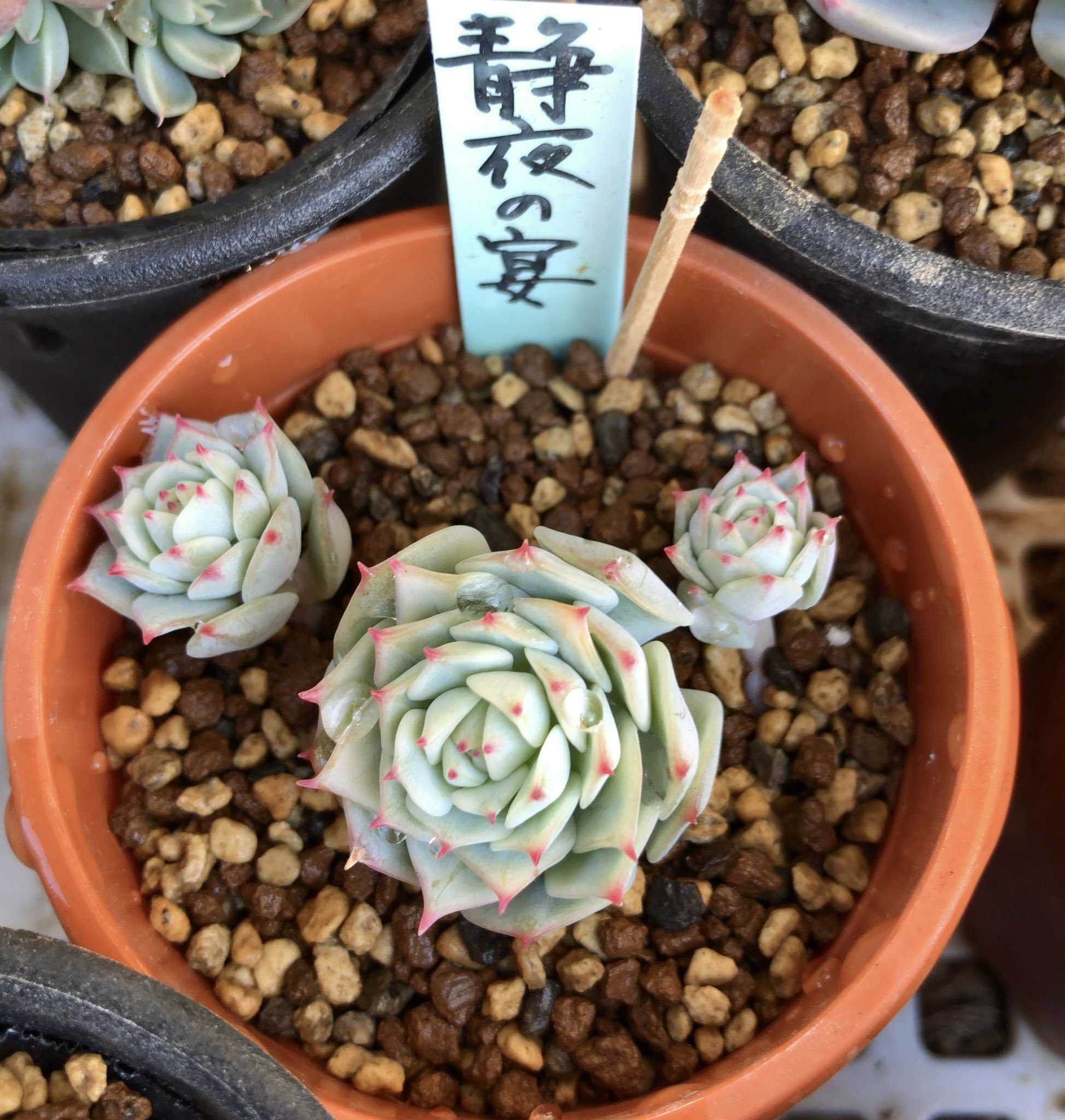 Derenbergii Twitter Search Twitter