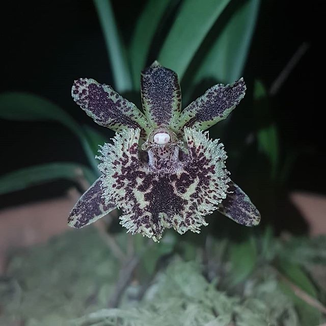 orquideasecobr's tweet photo. Kefersteinia sanguinolenta

#flowers #flower #TagsForLikes #petal #petals #nature #beautiful #love #pretty #plants #blossom #sopretty #flowerstagram #flowersofinstagram #flowerslovers #flowerporn #floral #florals #insta_pick_blossom #flowermagic #instabl… https://t.co/mQFhtTIrHr https://t.co/zGNAyMDCOC