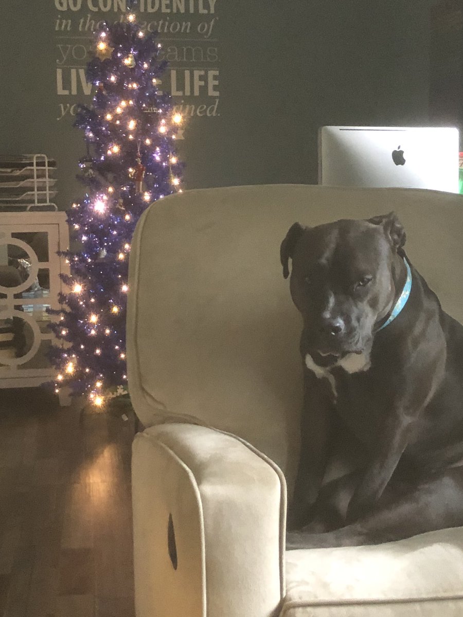 If only all psychiatrists’ offices were this friendly &amp; inviting. I feel so lucky that this is my doctor (and dog). ❤️ #MentalHealthMatters