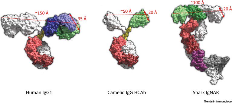 TrendsImmuno's tweet photo. New Forum article @TrendsImmuno on the #Immunological #Functions & #Evolutionary #Emergence of #HeavyChain #Antibodies by Kevin Henry and colleagues, https://t.co/oF1wTl0RMB https://t.co/nFHU8yQ1Zf