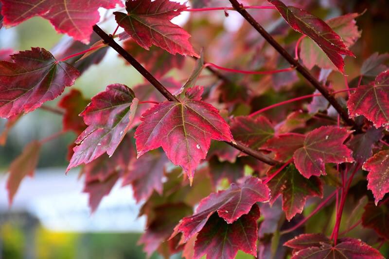 Acer Rubrum Brandy Wine just one of 31 reasons to join us for tree planting tomorrow from 10.30 am @LiverpoolParks @TiCLme @TreeCouncil @nwparksforum @ListerStepsHub @karen_henley @deewatson_ @BFraenkel @well_pool @wemakeplaces