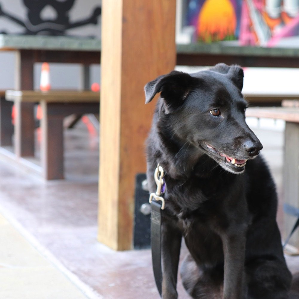 MathewsBrewing's tweet photo. This is Perl and she just loves coming to Mathews while her human buddy drinks cold craft beer. Bring your furry best friends to our outdoor beer garden, snap a pic and post it using the hashtag #DogsofMathews so we can share.

#LakeWorth #DowntownLakeWorth #MathewsBrewing https://t.co/usf6WylOG5