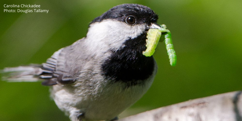 Audubon Society tweet media