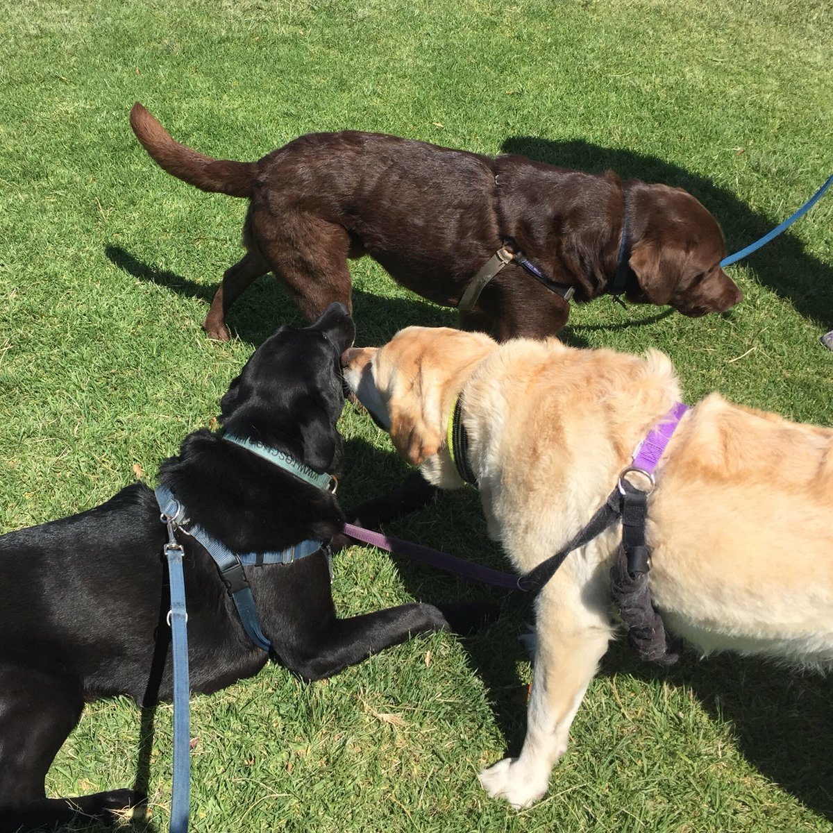 tallandtrue's tweet photo. Full palette of #labradors in the park this morning. ❤️ #dogs #mydog #labrador #myblacklab #blacklab #yellowlab #chocolatelab #dogsplaying #dogsoftwitter https://t.co/EcaeZ5wS3V