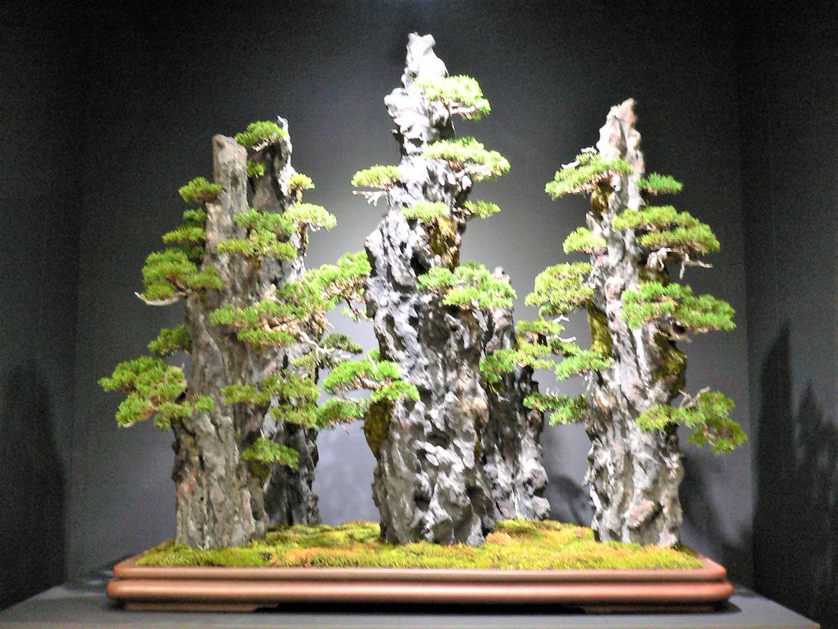 公式】日本盆栽大観展 (@bonsaitaikanten) / Posts / X