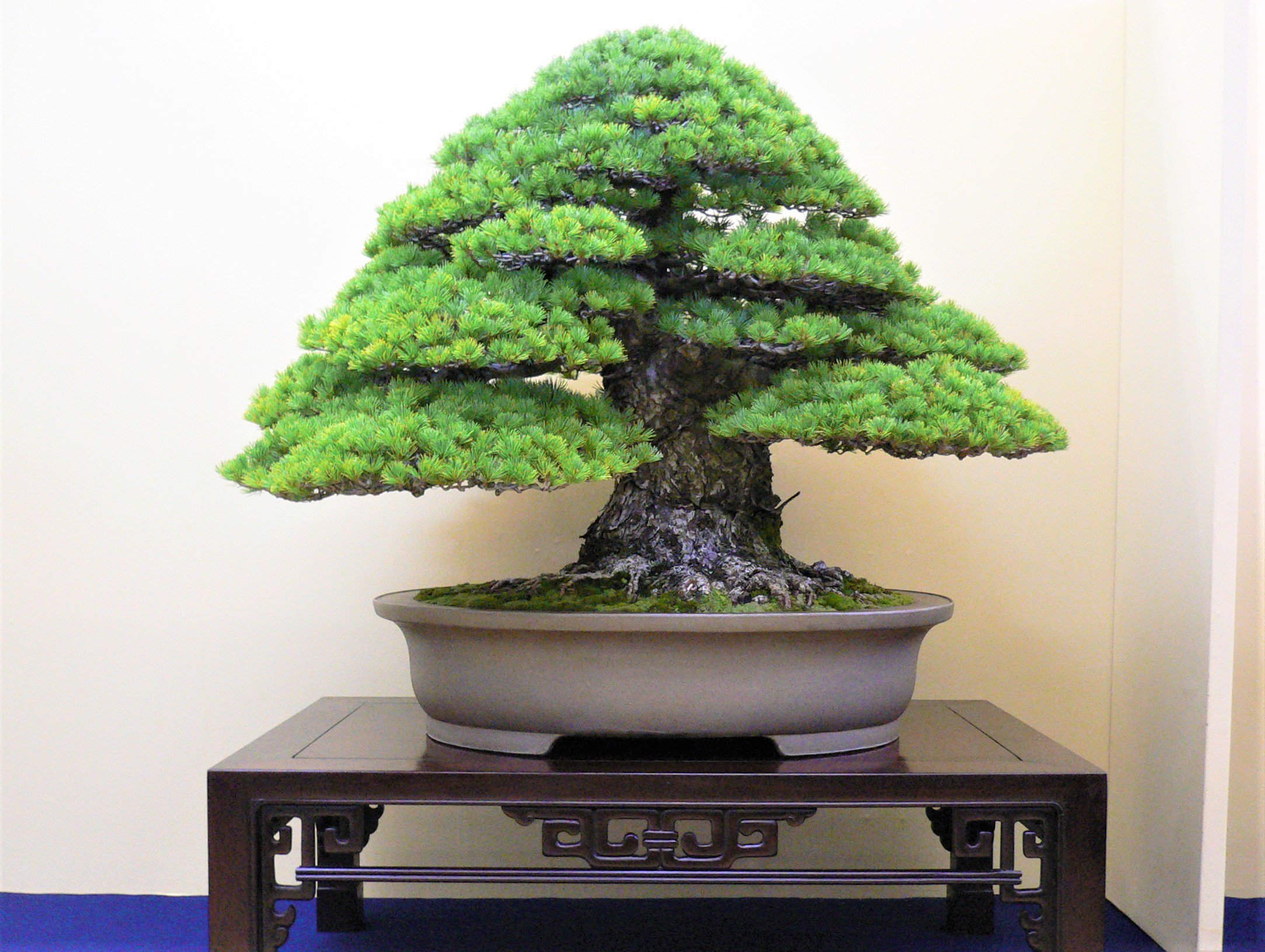 公式】日本盆栽大観展 (@bonsaitaikanten) / X