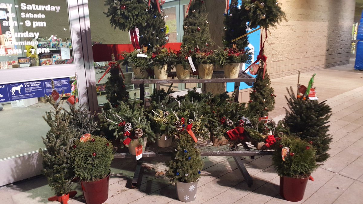 lowes_westhazle's tweet photo. Tis the season! Bring your family and meet ours. Fresh 🌲 and great priced 🎁. Take a photo and share it on our page. #Lowes #SANTAiscoming #BlackFriday #Christmas #Christmasgifts #family #ChristmasCountdown #christmasdecorations https://t.co/46IwD7vshd