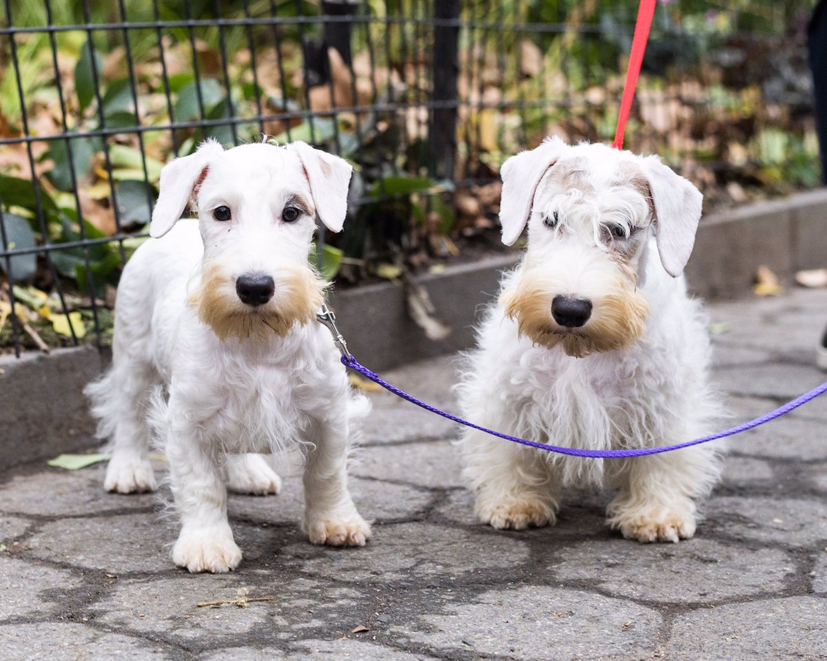The Dogist tweet media