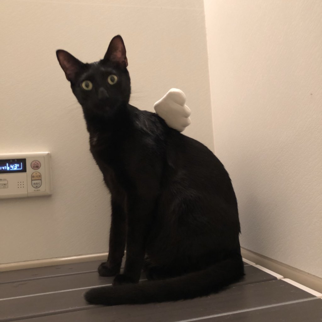 黒猫のリヴァイ 猫のスゲー顔してからの真顔たまんない 猫好きさんと繋がりたい 猫 オリエンタルショートヘア 黒猫