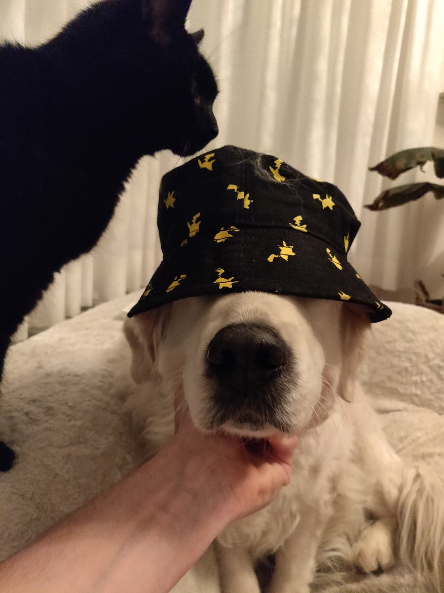 This is how my evening has been going today