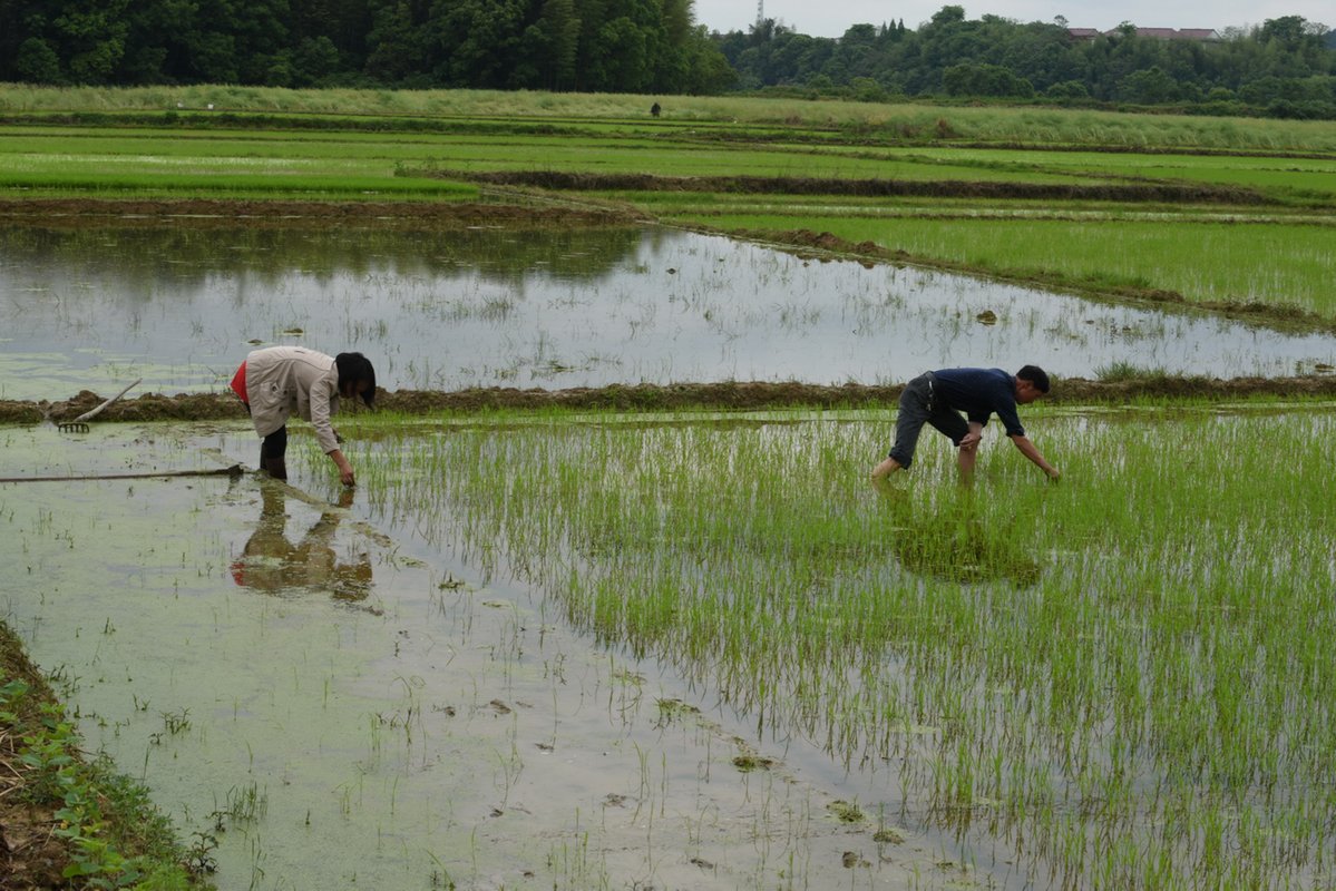 ADB_HQ's tweet image. Rural vitalization through #InternetPlus agriculture in China bit.ly/2A5Ct8K