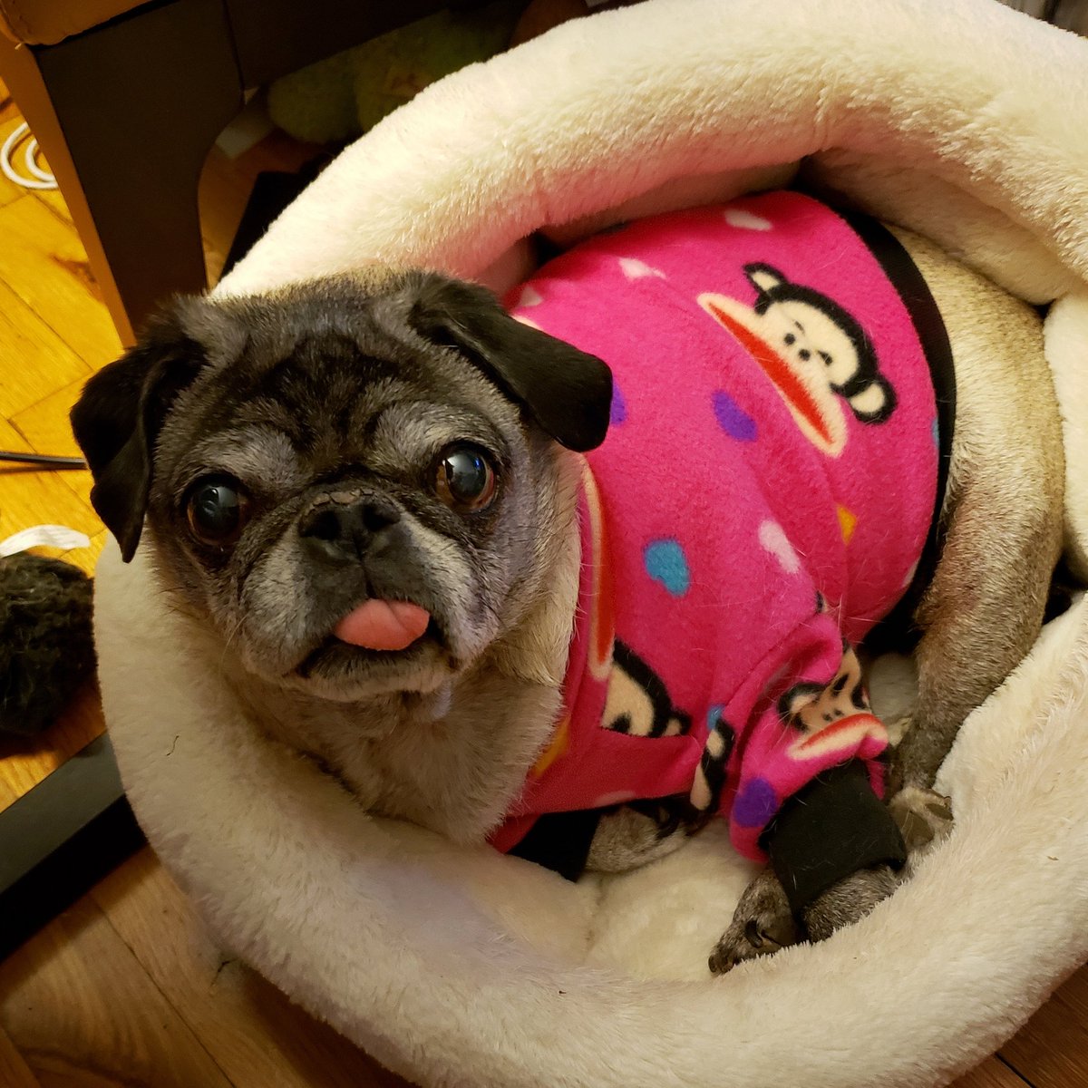 funaek's tweet photo. Doughy has now stolen Sunny's monkey sweater. She looks so good in it, we may let her keep it. #cousindoughy #cuddlecup https://t.co/G5YZc741mI