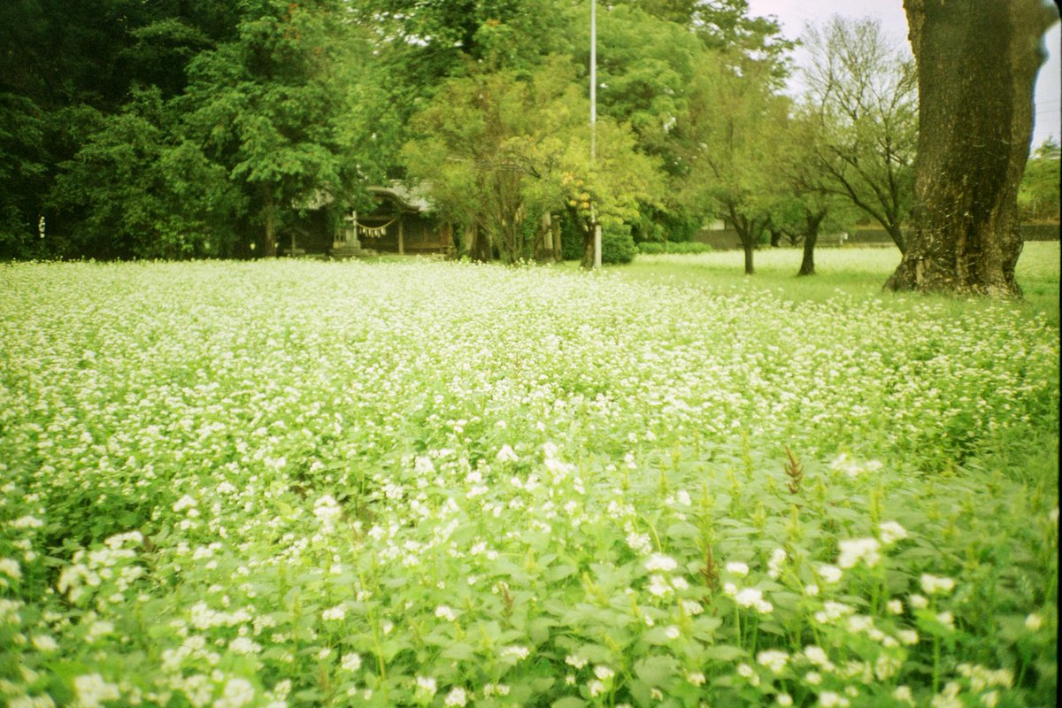 satw01's tweet image. 蕎麦の花と稲の海。
フィルムって季節が遅れてやってくる。
#E100VS #期限切れ #filmphotography