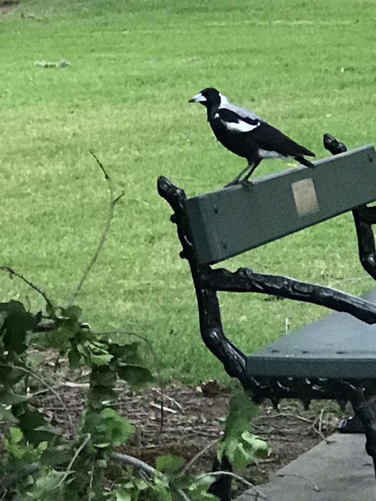 Hismechanic's tweet image. Hola Summer is on its way there is a lookout #frewville #SouthAustralia