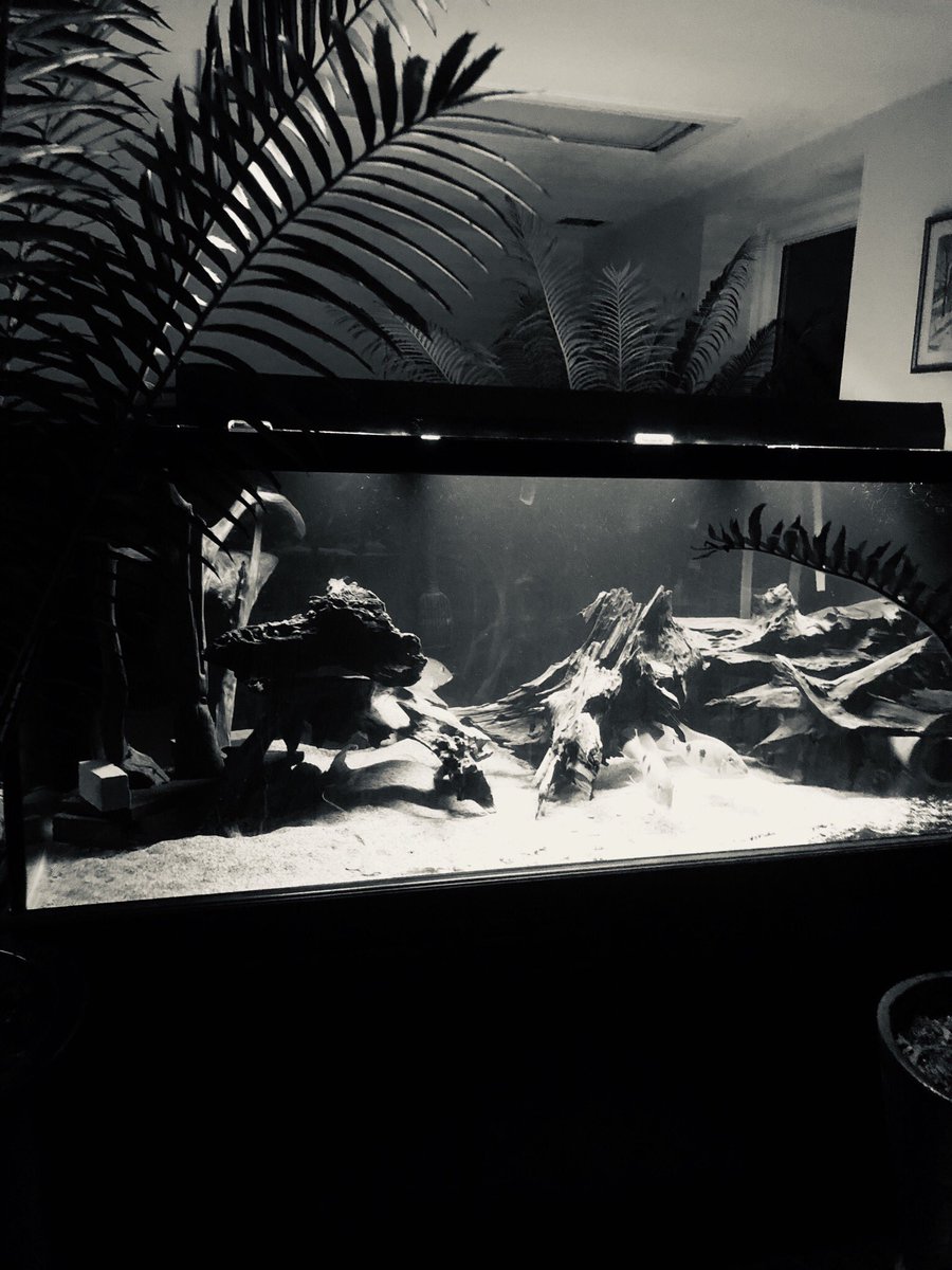 h_babcock's tweet image. It’s day 4/7 #bwchallenge. Photos of my life. No people, no explanation. Challenged by @JHKwonDO. I challenge @dan_diekema, who always remembers to ask after our “pets”: make Twitter calmer with some dog pics, or beach pics!