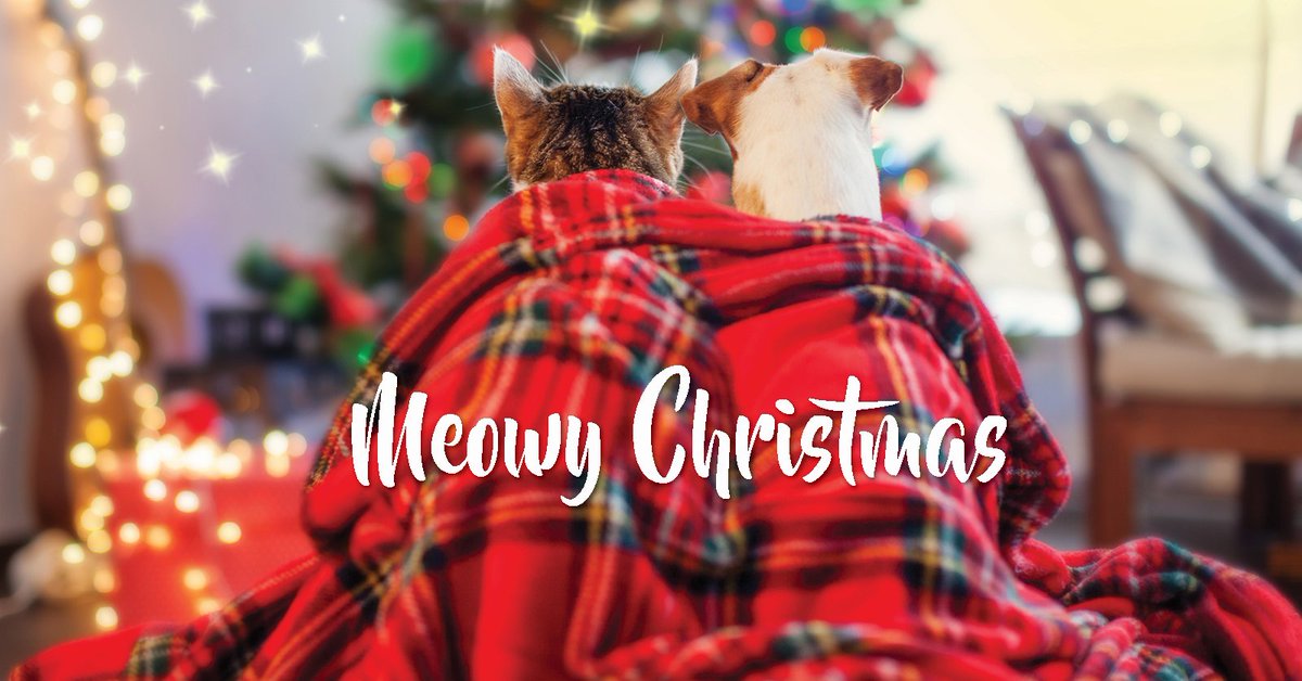 Dachshund though the snow… Meowy Christmas to all of our furry friends and families! We hope Santa Paws was good to you!

#MeowyChristmas #MerryChristmas #furryfriends