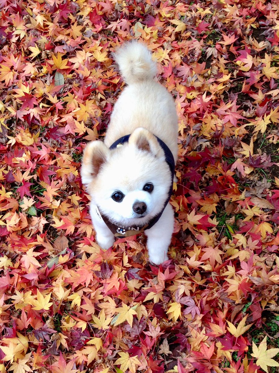 shun mama tweet media