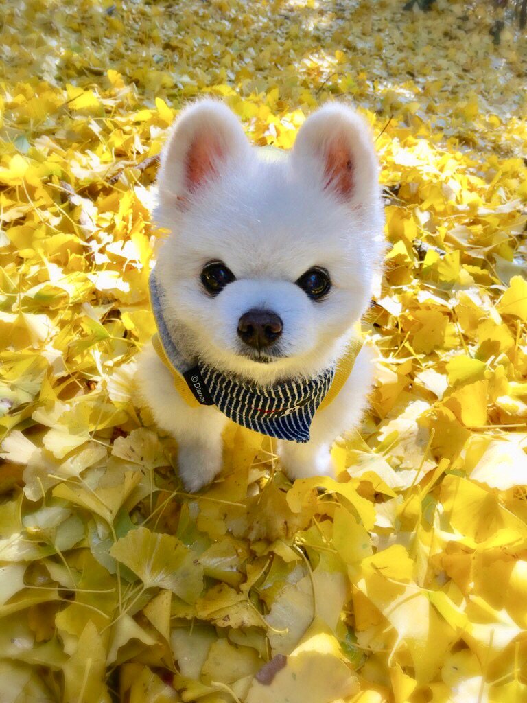 #wanko 俊介の散歩コースが今年もカラフルになってきました。俊介と撮った赤 ピンク 黄色の絨毯。懐かしいなぁ🍁