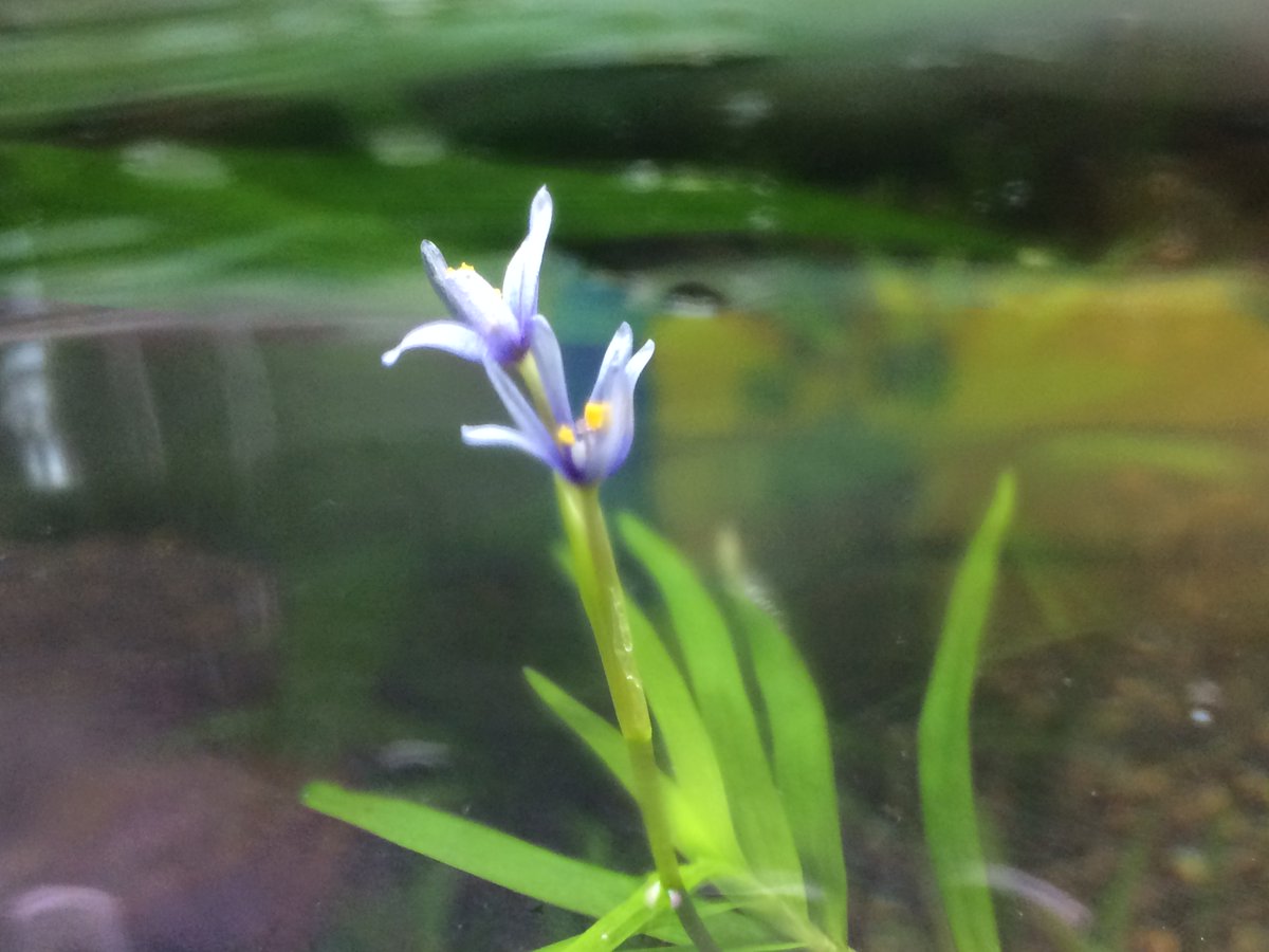 Twitter पर Aqua Stars ヘテランテラに花が咲きました 紫色の可憐な花です アクアリウム Aquarium 熱帯魚 水草水槽 ビバラジ写真部