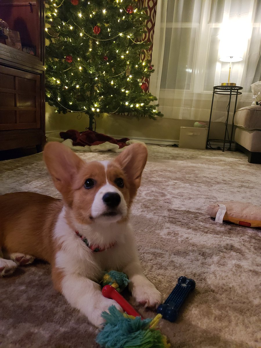 BeasleyCorgi's tweet photo. Its officially Christmas time! 🎄⛄🐶 #corgi #corgipuppy  #corgisofinstagram #cute #corgination #pembrokewelshcorgi #adorbs #corgilove #doggo #Christmas #tistheseason https://t.co/PbkcLPwNs6