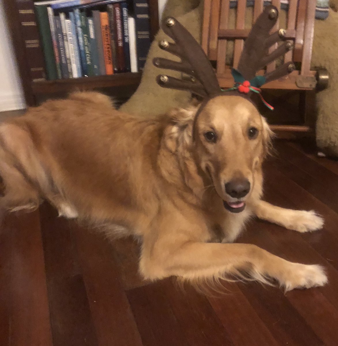 e_whitley's tweet photo. You know Dasher and Dancer, Prancer and Vixen, Comet and Cupid, Donner and Blitzen.

But do you recall... the most GOODEST GOOD BOY of all???

#Christmasspirit #favoritereindeer #gladtidings #SeasonsGreetings #goldenretriever https://t.co/JCdvKbBuVQ