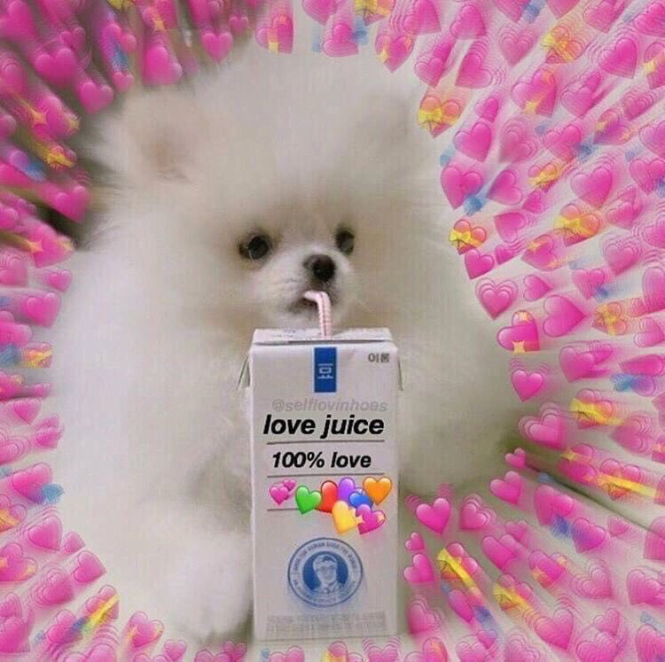 Reaction Pictures On Twitter Dog Memes Posted These Before But This Is For The Anon We Love You Anon reaction pictures on twitter dog