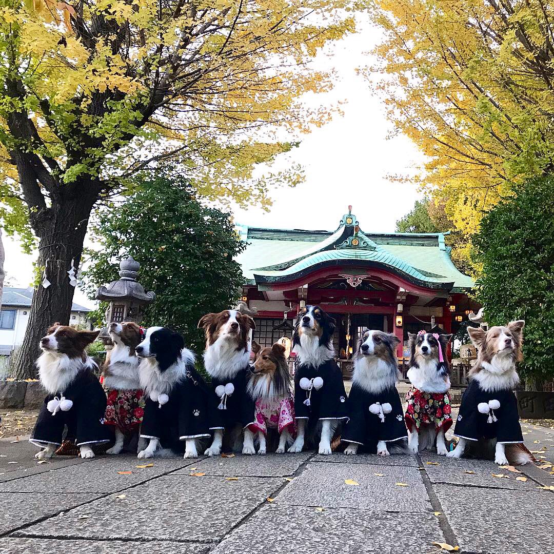 犬の七五三 犬の七五三