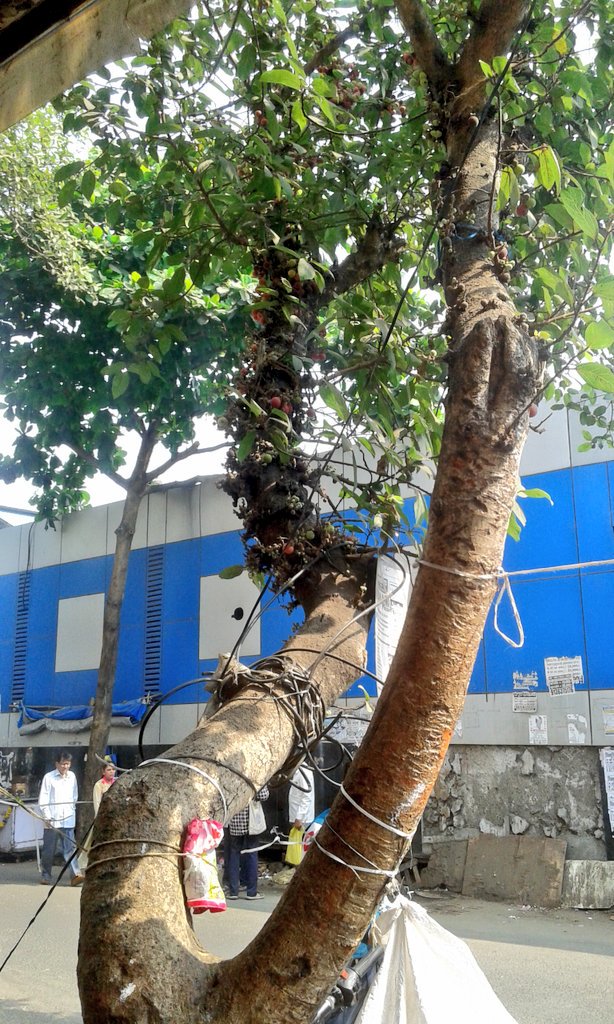 Umber Tree ℍ𝕚𝕥esh on Twitter: