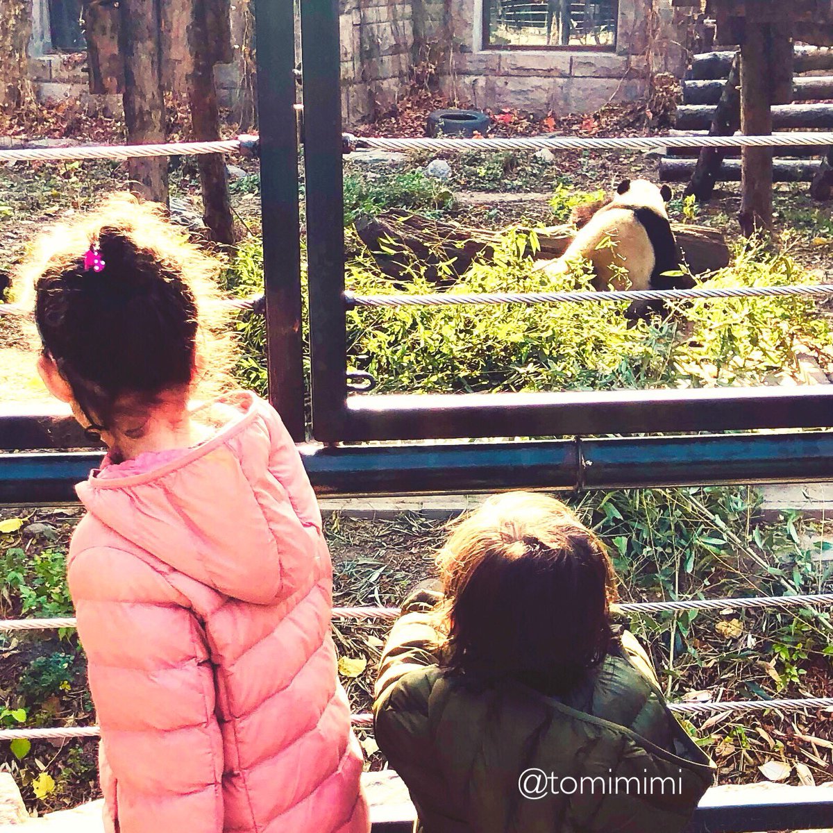 TomimimiApp's tweet photo. Look at the Panda! Tomi&amp;Mimi are in China and loved seeing the Giant Panda in the Beijing Zoo #China #Beijing #Panda #travel #travelwithkids #asia #azie #Asien  #kids #kinderen #kinder https://t.co/9cizo9AX4f